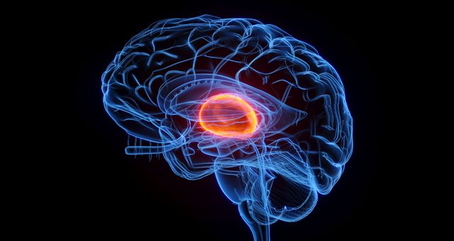 Comment le cerveau contrôle-t-il la conscience ?